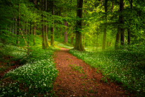 Europe, Germany, Bavaria, Aschau am Inn, Wild Garlic Field in Forest, Europe, Germany, Bavaria, Aschau am Inn, Wild Garlic Field in Forest,